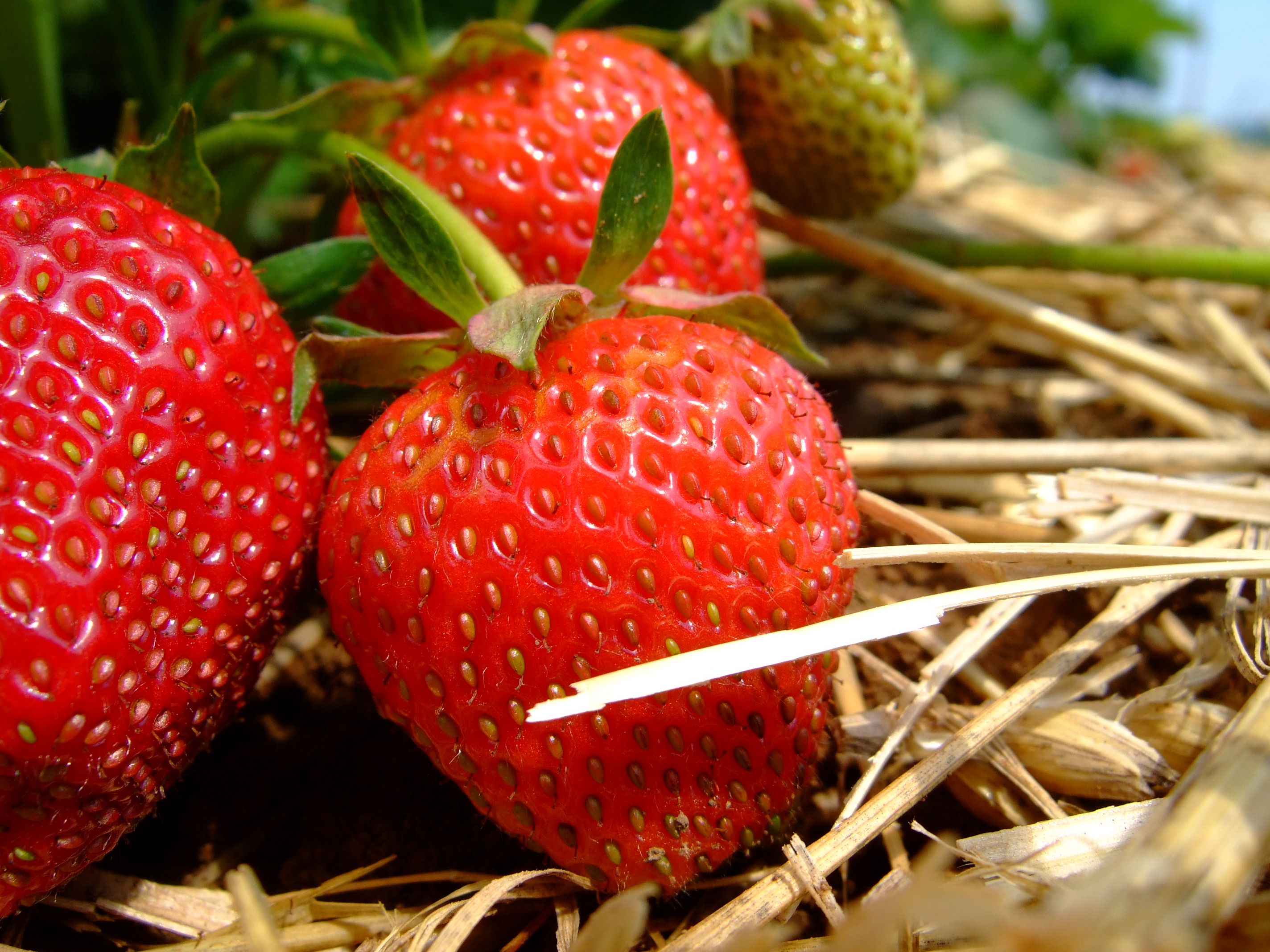 フリー画像 食べ物 果物 フルーツ 苺 イチゴ フリー素材 画像素材なら 無料 フリー写真素材のフリーフォト