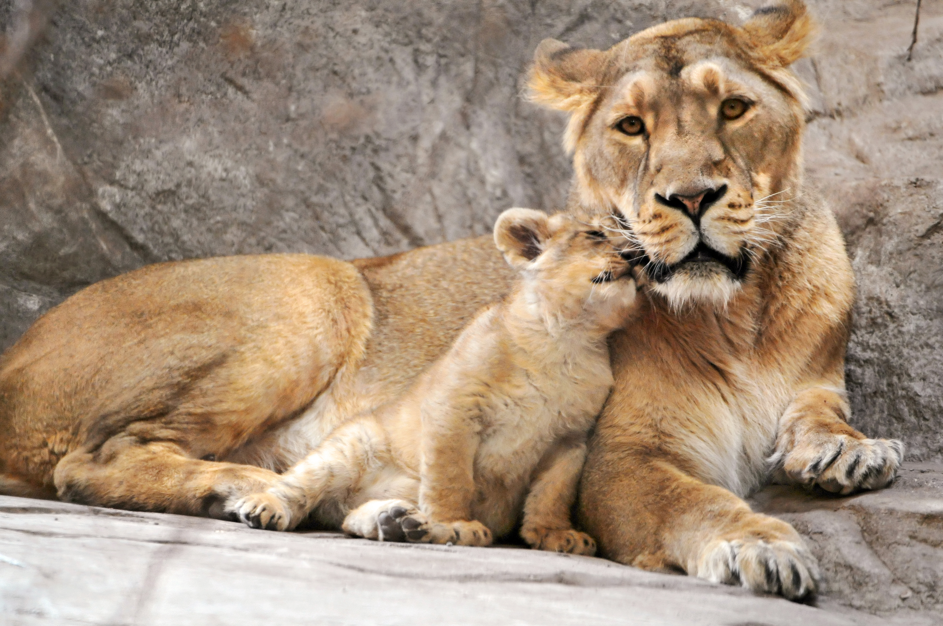 フリー画像 動物写真 哺乳類 ネコ科 ライオン 親子 家族 フリー素材 画像素材なら 無料 フリー写真素材のフリーフォト