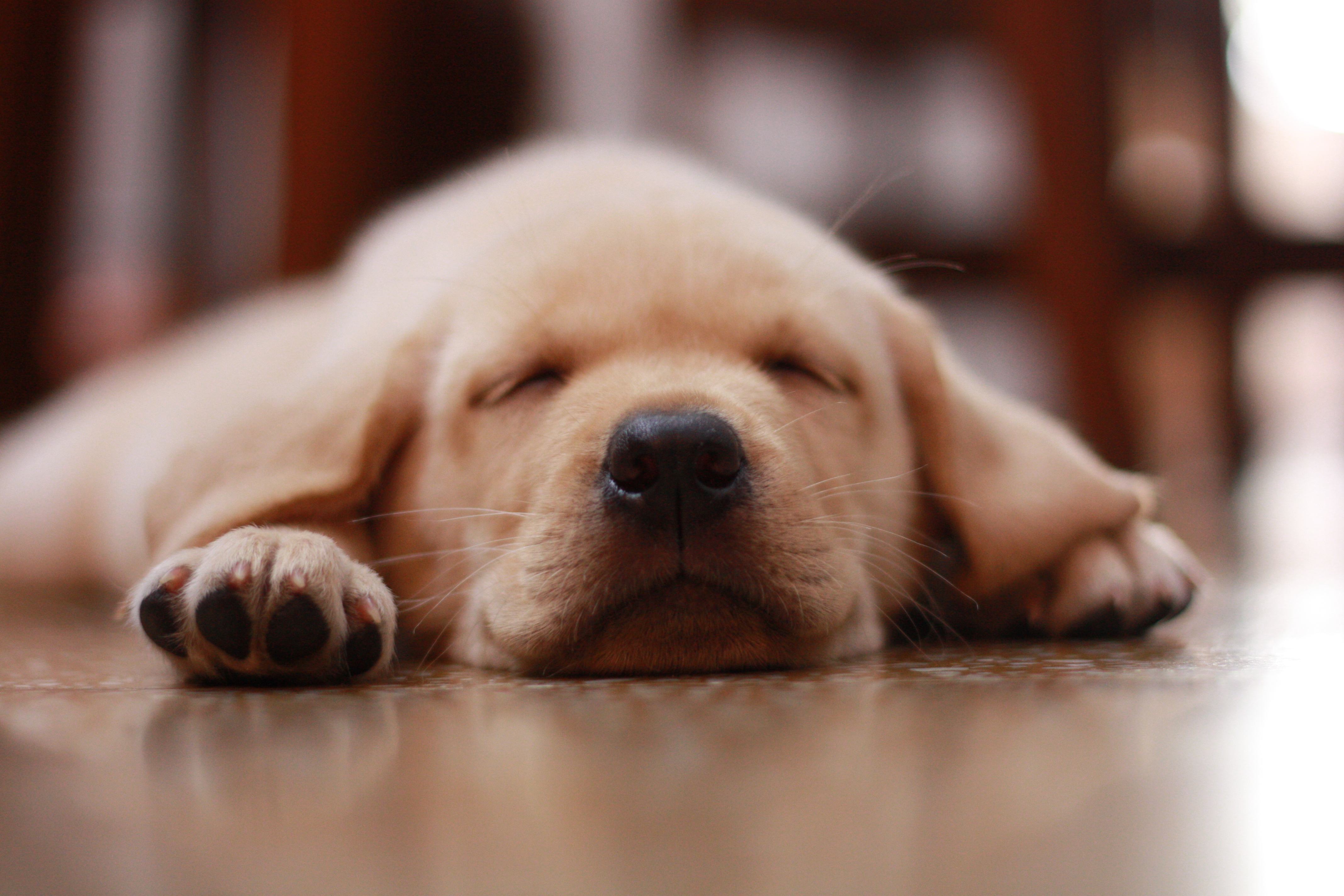 フリー画像 動物写真 哺乳類 イヌ科 犬 イヌ 子犬 寝顔 寝相 寝姿 ラブラドール レトリバー フリー素材 画像素材なら 無料 フリー写真素材のフリーフォト