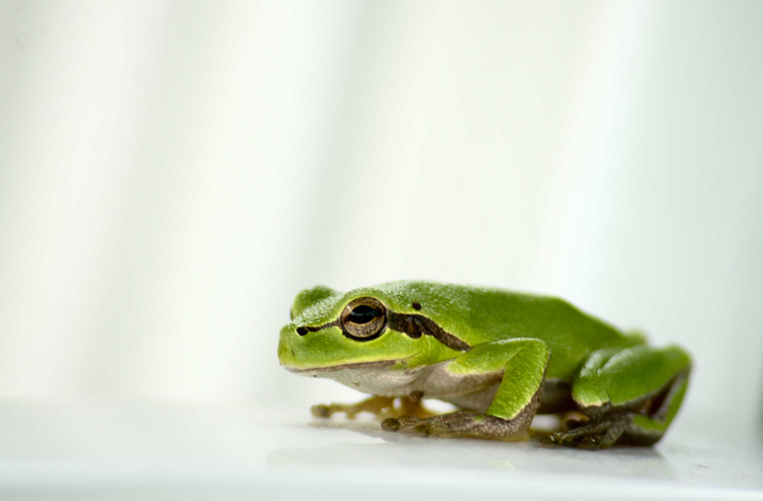 フリー画像 動物写真 両生類 蛙 カエル アマガエル 画像素材なら 無料 フリー写真素材のフリーフォト