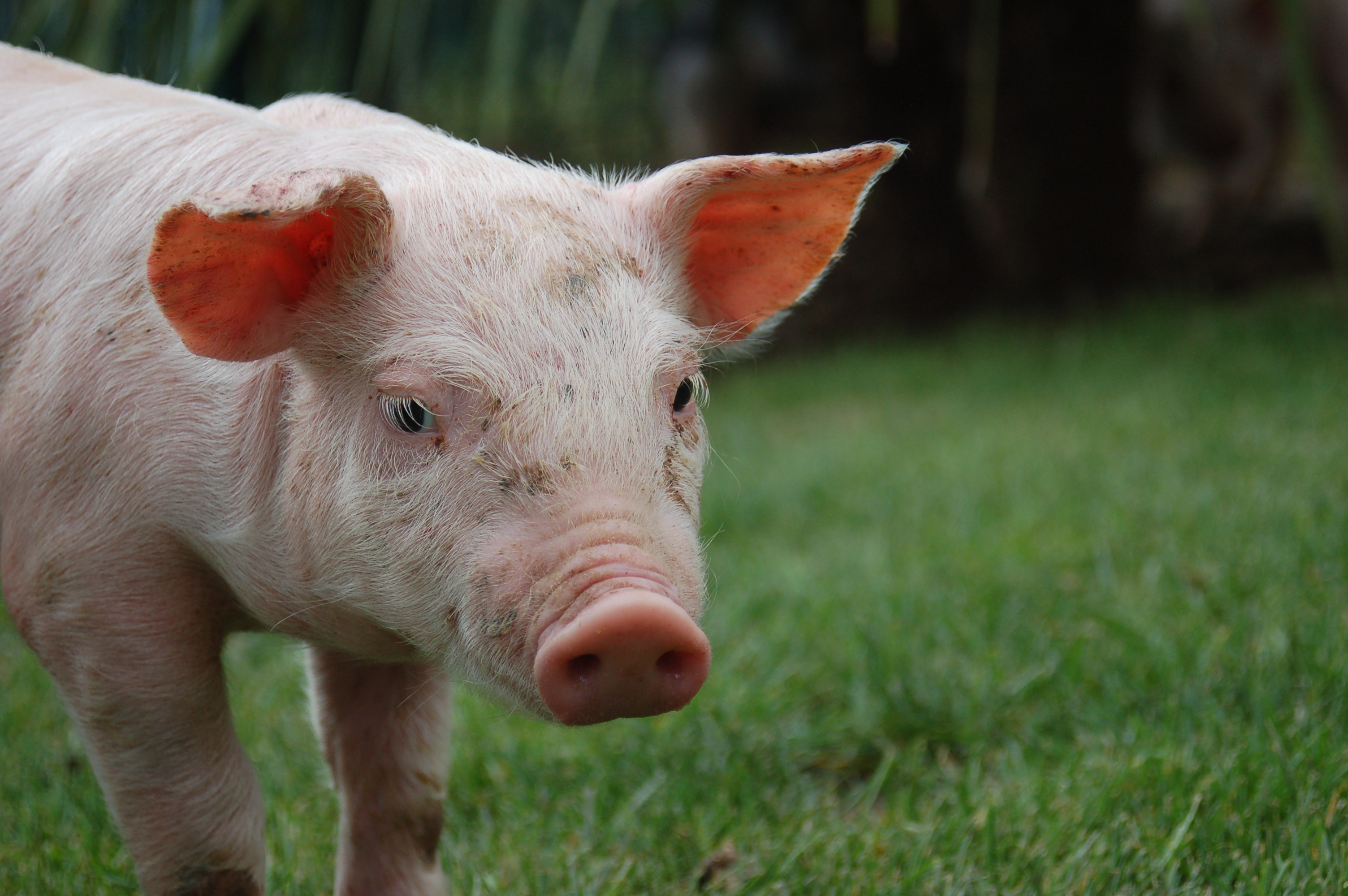 フリー画像動物写真哺乳類豚/ブタ子豚画像素材なら！無料・フリー写真素材のフリーフォト