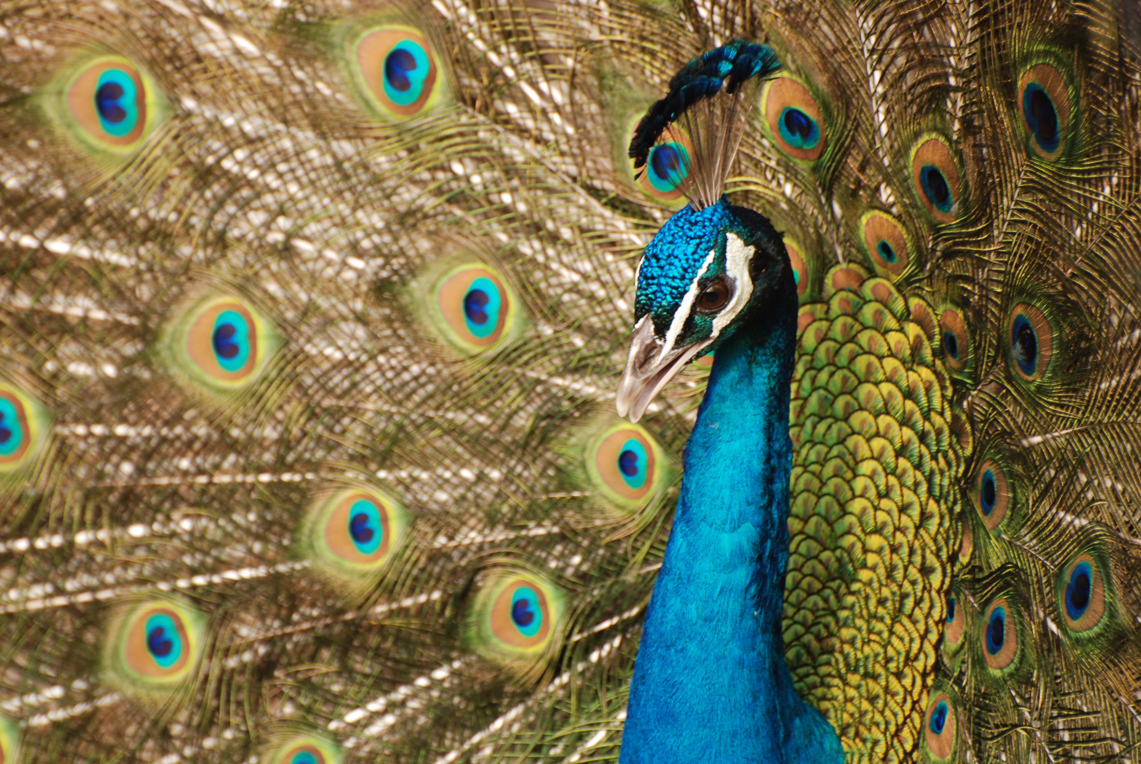 フリー画像 動物写真 鳥類 孔雀 クジャク インドクジャク 画像素材なら 無料 フリー写真素材のフリーフォト