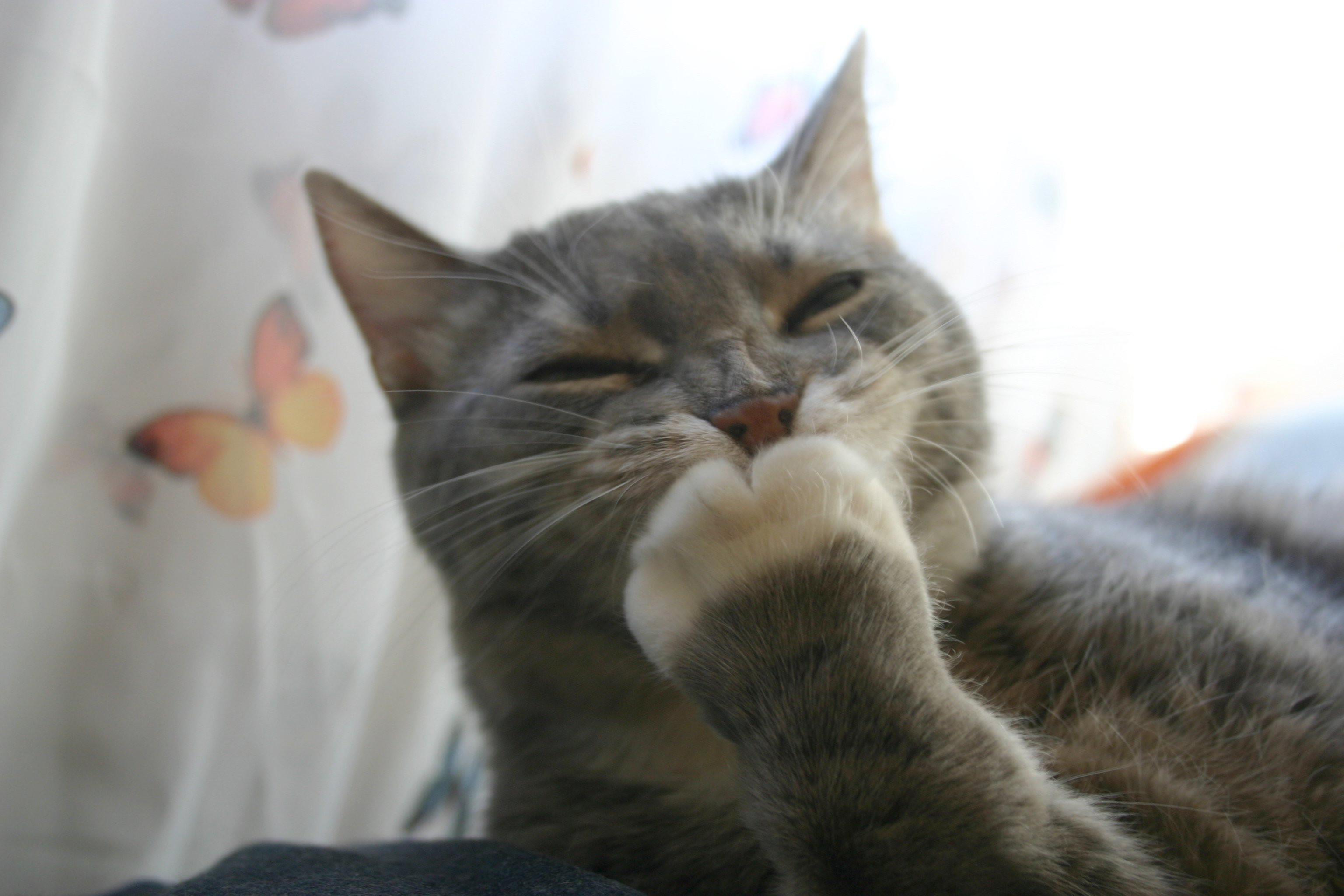 フリー画像 動物写真 哺乳類 ネコ科 猫 ネコ 笑顔 スマイル 画像素材なら 無料 フリー写真素材のフリーフォト