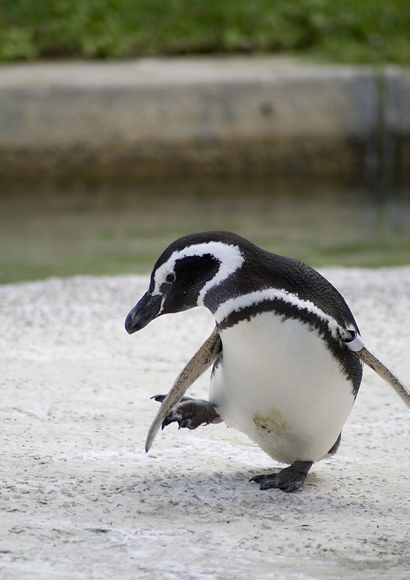 フリー画像 動物写真 鳥類 ペンギン フンボルトペンギン 画像素材なら 無料 フリー写真素材のフリーフォト