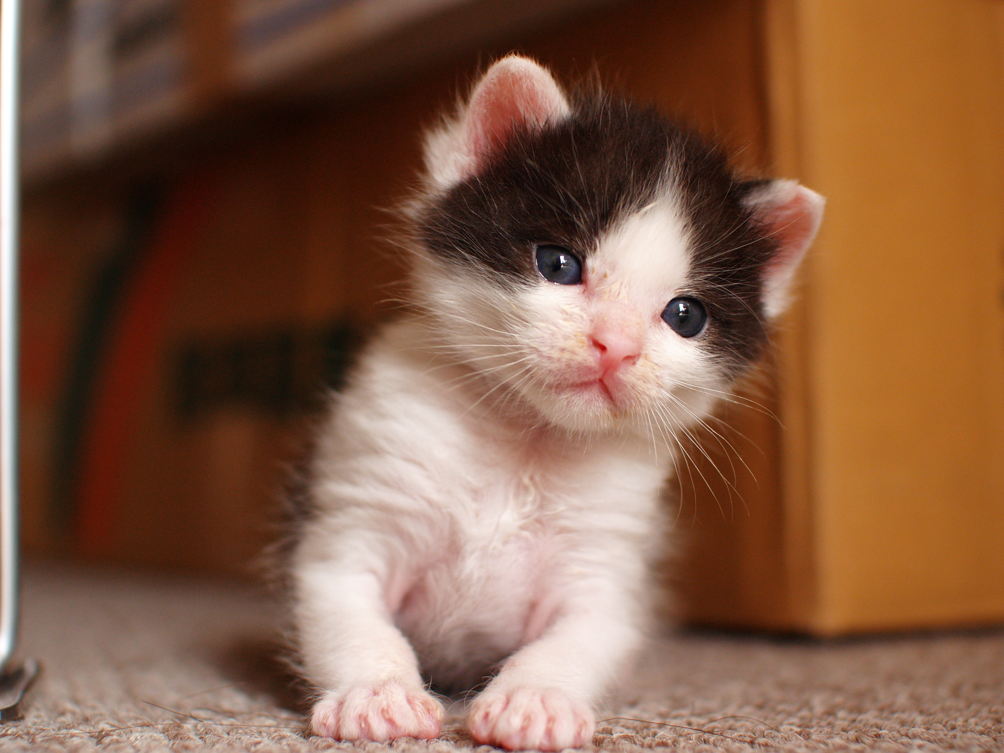 フリー画像 動物写真 哺乳類 ネコ科 猫 ネコ 子猫 赤ちゃん 動物 画像素材なら 無料 フリー写真素材のフリーフォト