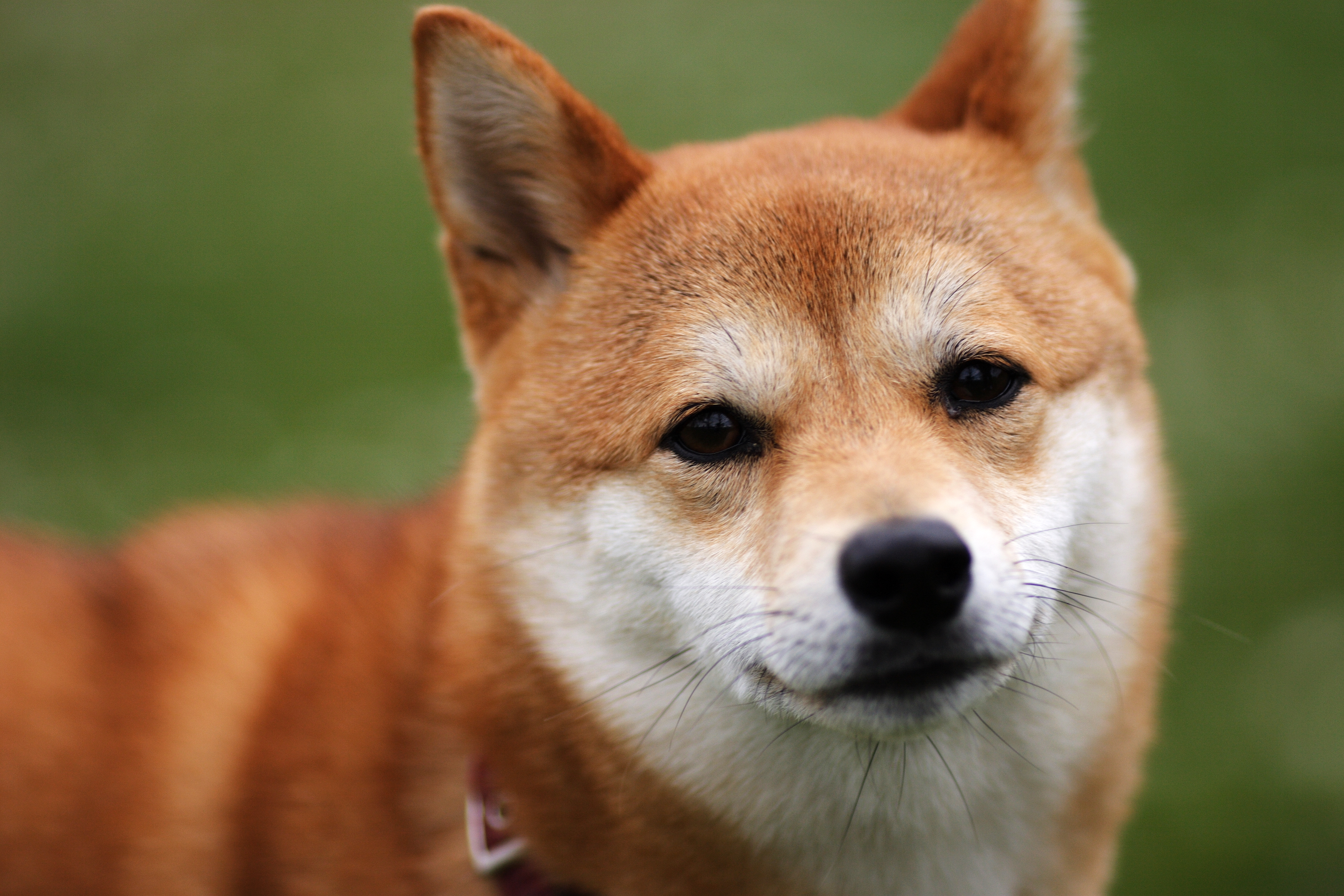 フリー画像 動物写真 哺乳類 イヌ科 犬 イヌ 柴犬 シバイヌ 画像素材なら 無料 フリー写真素材のフリーフォト
