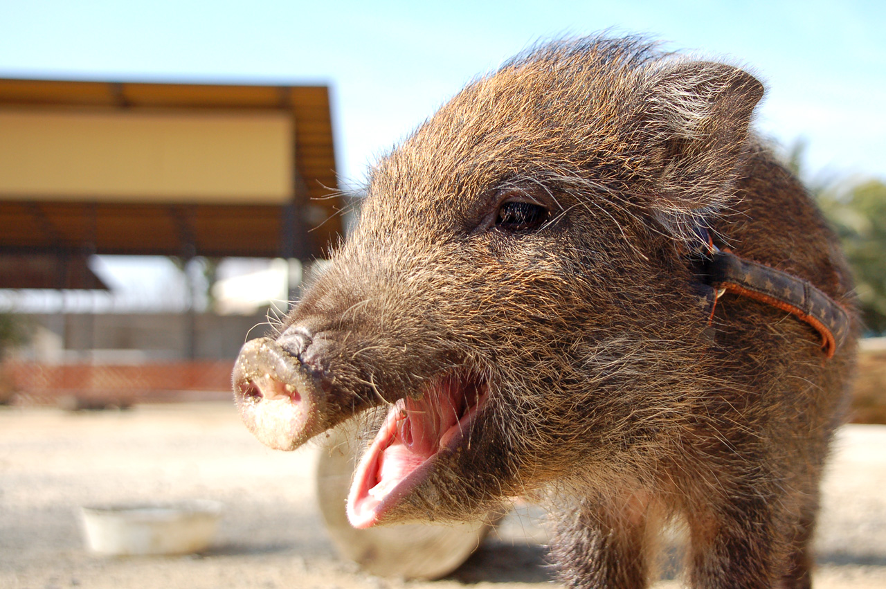 フリー画像 動物写真 哺乳類 猪 イノシシ うり坊 ウリボウ 画像素材なら 無料 フリー写真素材のフリーフォト