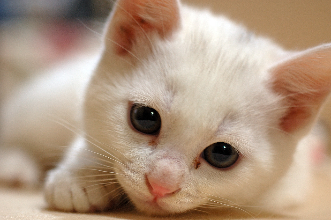 フリー画像動物写真哺乳類ネコ科猫/ネコ子猫白猫画像素材なら！無料・フリー写真素材のフリーフォト