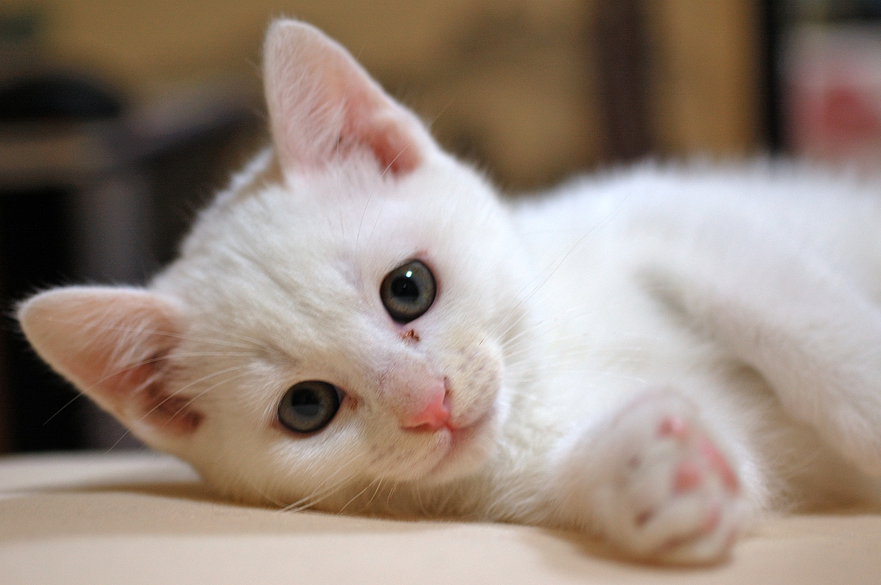 フリー画像 動物写真 哺乳類 ネコ科 猫 ネコ 子猫 白猫 画像素材なら 無料 フリー写真素材のフリーフォト
