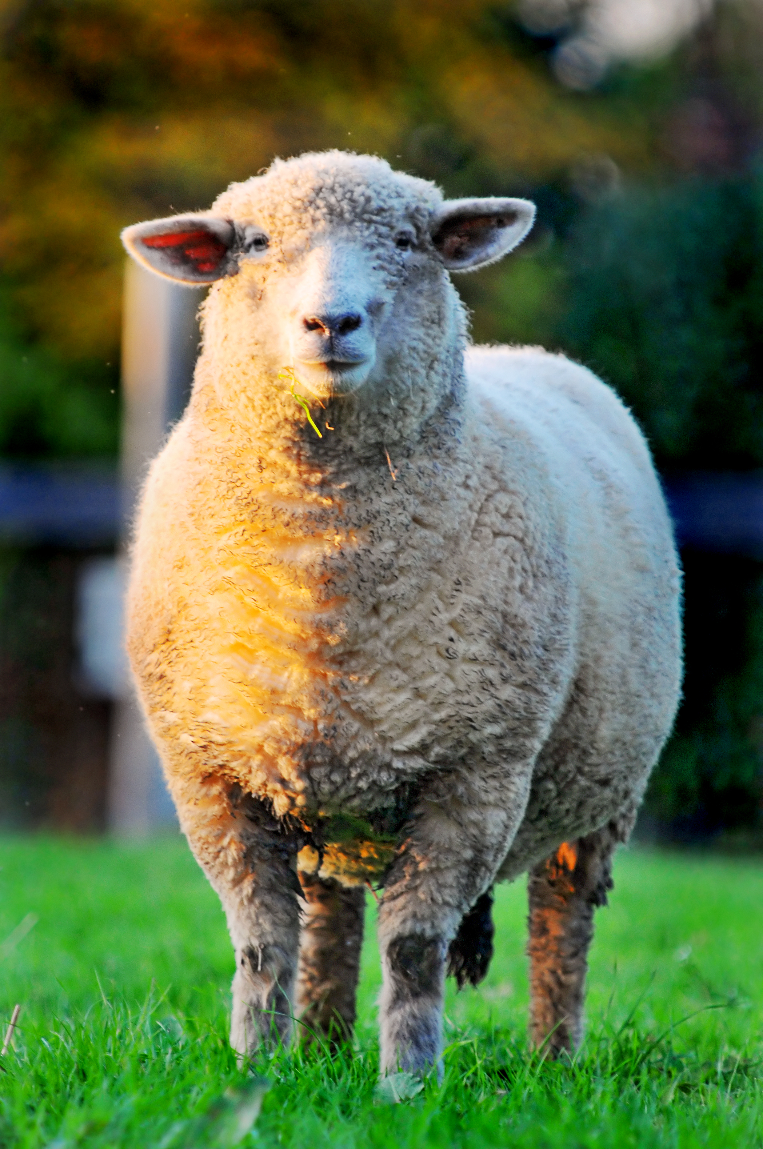 フリー画像 動物写真 哺乳類 羊 ヒツジ 画像素材なら 無料 フリー写真素材のフリーフォト