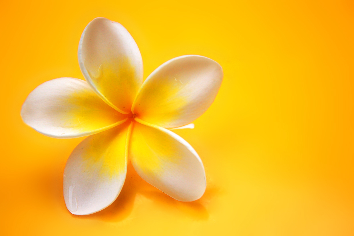 フリー画像 花 フラワー フランジパニ プルメリア 黄色 イエロー 画像素材なら 無料 フリー写真素材のフリーフォト