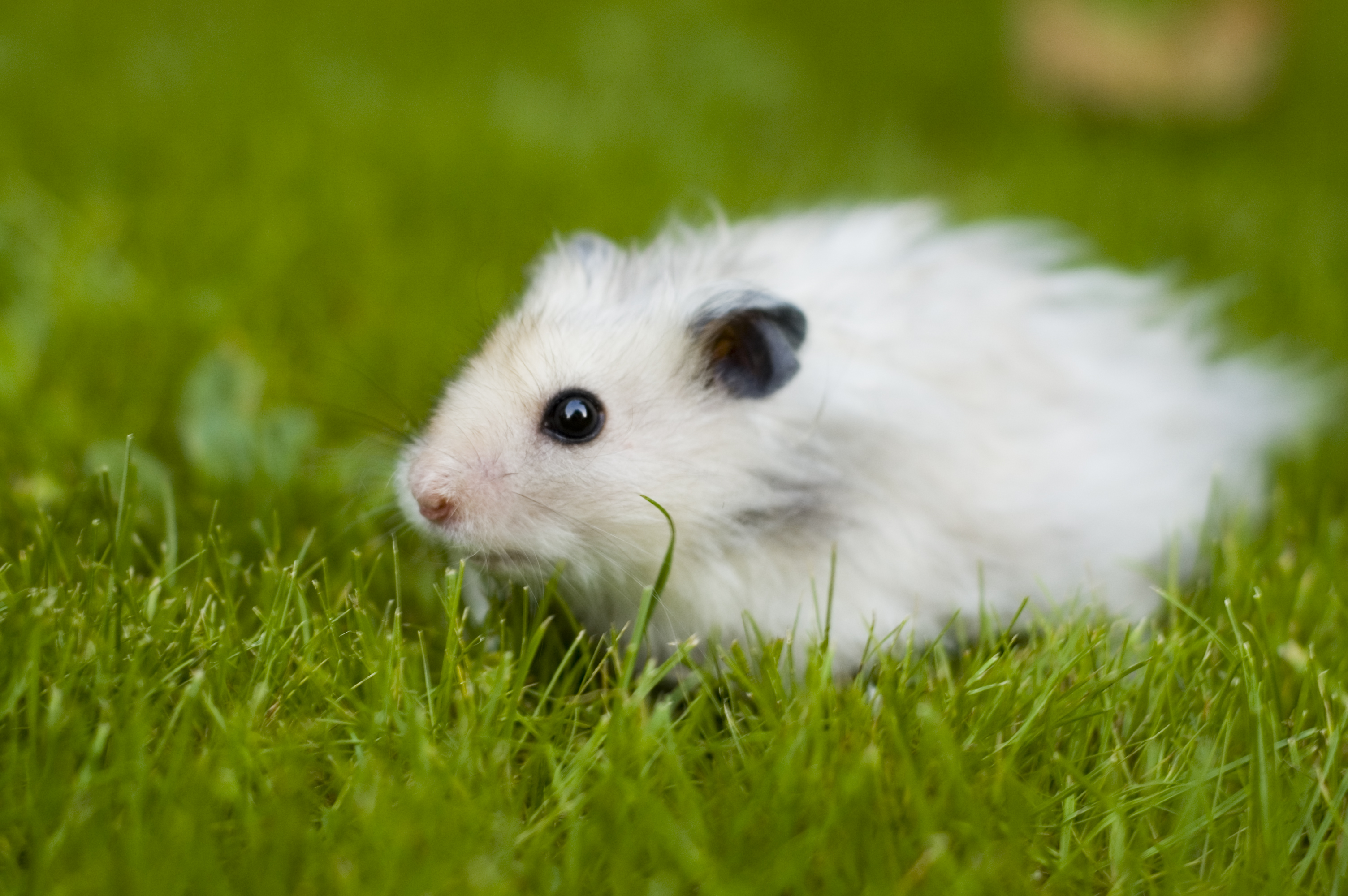 フリー画像 動物写真 哺乳類 小動物 ネズミ上科 ハムスター フリー素材 画像素材なら 無料 フリー写真素材のフリーフォト