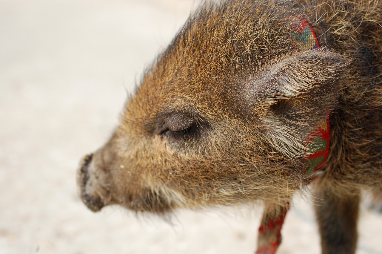 フリー画像 動物写真 哺乳類 猪 イノシシ うり坊 ウリボウ 目を閉じる フリー素材 画像素材なら 無料 フリー写真素材のフリーフォト