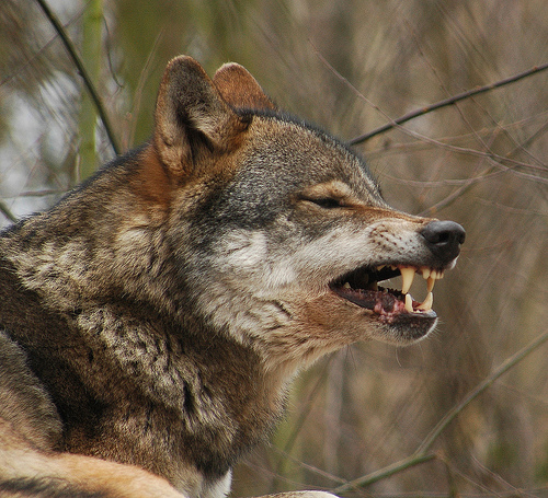  フリー画像| 動物写真| 哺乳類| イヌ科| 狼/オオカミ| 威嚇| 