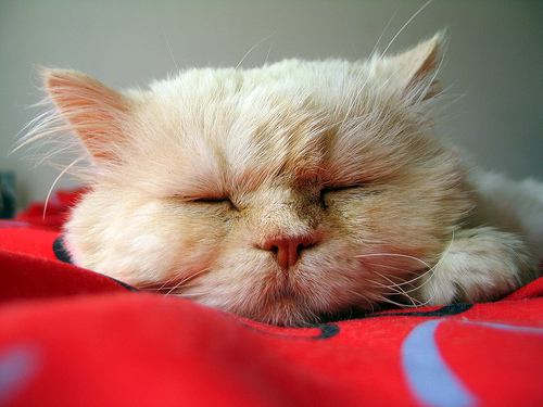 フリー画像|動物写真|哺乳類|ネコ科|猫/ネコ|寝顔/寝相/寝姿|