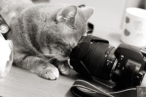 フリー画像|動物写真|哺乳類|ネコ科|猫/ネコ|モノクロ写真|カメラ|