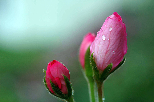  フリー画像| 花/フラワー| 蕾/つぼみ| 雫/水滴| ピンク/花| 