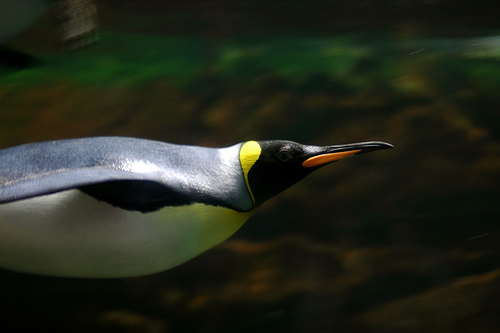  フリー画像| 動物写真| 鳥類| ペンギン| キングペンギン/オウサマペンギン| 