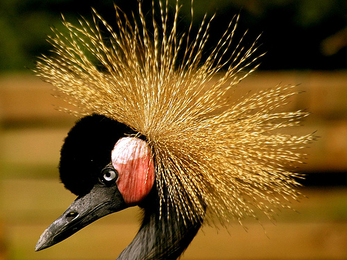  フリー画像| 動物写真| 鳥類| 鶴/ツル| ホオジロカンムリヅル| 