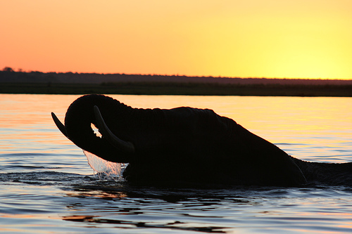 フリー画像|動物写真|哺乳類|象/ゾウ|シルエット|お風呂/水浴び|河川の風景|夕日/夕焼け/夕暮れ|