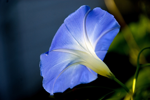 フリー画像|花/フラワー|朝顔/アサガオ|ブルー/花|