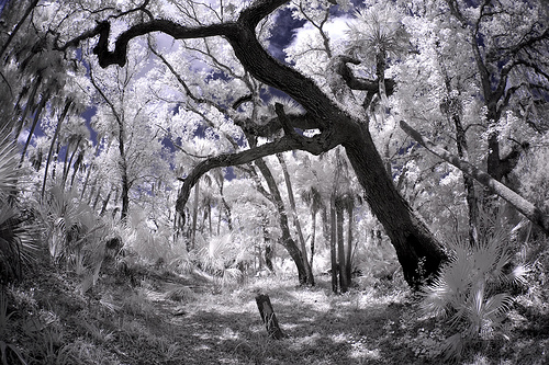 フリー画像|自然風景|樹木の風景|infrared/赤外線