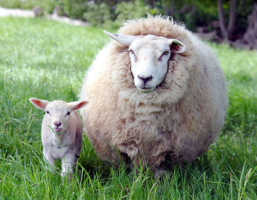  フリー画像| 動物写真| 哺乳類| 羊/ヒツジ| 親子/家族| 