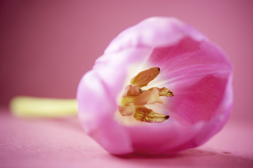 フリー画像| 花/フラワー| チューリップ| 桃色/ピンク| ピンク/花| 