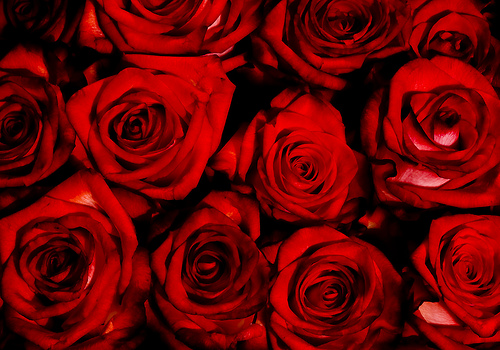 フリー画像| 花/フラワー| 薔薇/バラ| 赤色/レッド| レッド/花| 