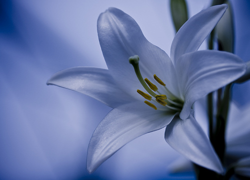 フリー画像 花 フラワー 百合 ユリ ホワイト 花 画像素材なら 無料 フリー写真素材のフリーフォト