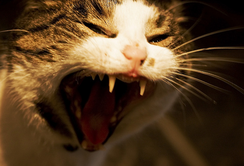 フリー画像|動物写真|哺乳類|ネコ科|猫/ネコ|欠伸/あくび|叫ぶ|