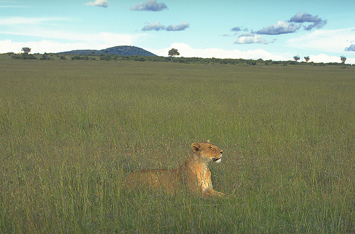  フリー画像| 動物写真| 哺乳類| ネコ科| ライオン| 雌/メス| サバンナ| 草原の風景| 平原の風景| 