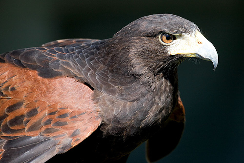 フリー画像|動物写真|鳥類|猛禽類|鷹/タカ|モモアカノスリ/ハリスホーク|