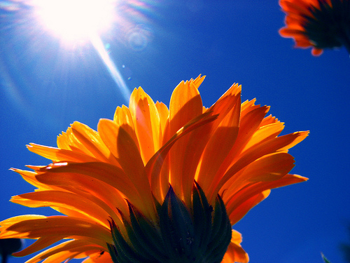 フリー画像 花 フラワー たんぽぽ タンポポ 太陽光線 オレンジ 花 画像素材なら 無料 フリー写真素材のフリーフォト