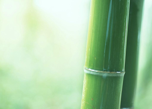  フリー画像| 植物| 竹/バンブー| 緑色/グリーン| 