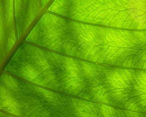 フリー画像|植物|葉っぱ|緑色/グリーン|