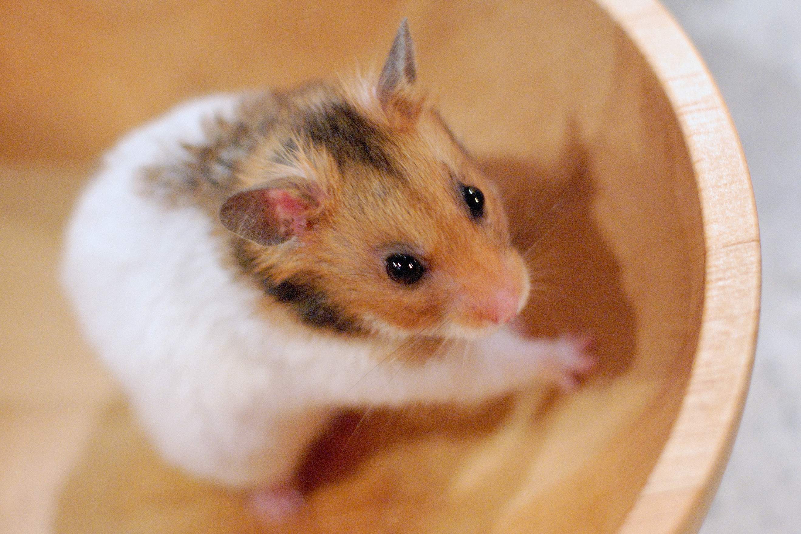フリー画像動物写真哺乳類ネズミ上科小動物ハムスター画像素材なら！無料・フリー写真素材のフリーフォト