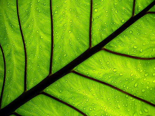 フリー画像|植物|葉っぱ|雫/水滴|緑色/グリーン|