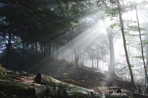  フリー画像| 自然風景| 森林/山林| 木漏れ日| 太陽光線| 樹木の風景| 
