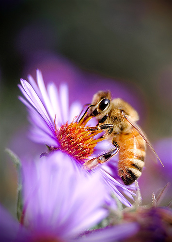 フリー画像|節足動物|昆虫|蜂/ハチ|蜜蜂/ミツバチ|