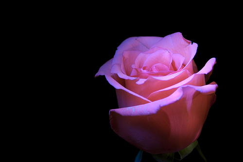 フリー画像|花/フラワー|薔薇/バラ|ピンク/花|