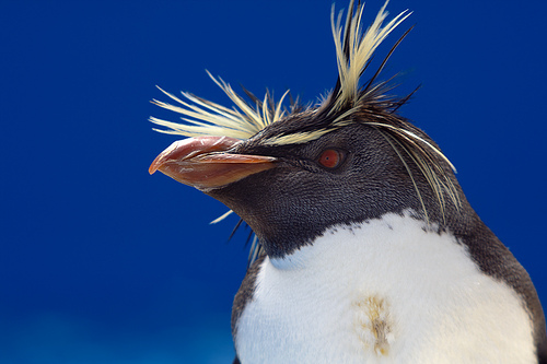  フリー画像| 動物写真| 鳥類| ペンギン| イワトビペンギン| 
