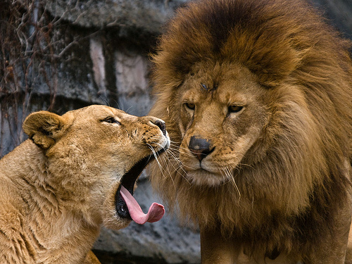 フリー画像|動物写真|哺乳類|ネコ科|ライオン|恋人/カップル|