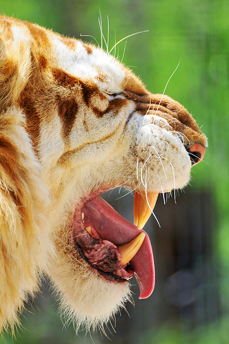 フリー画像|動物写真|哺乳類|ネコ科|虎/トラ|