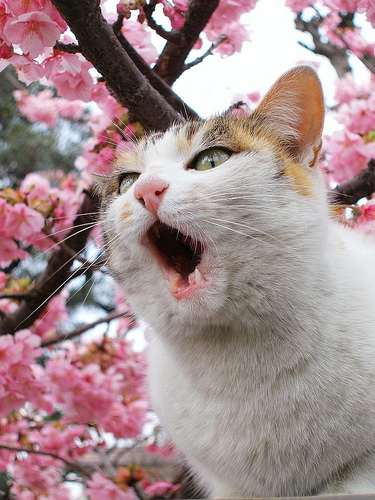 フリー画像|動物写真|哺乳類|ネコ科|猫/ネコ|桜/サクラ|三毛猫|