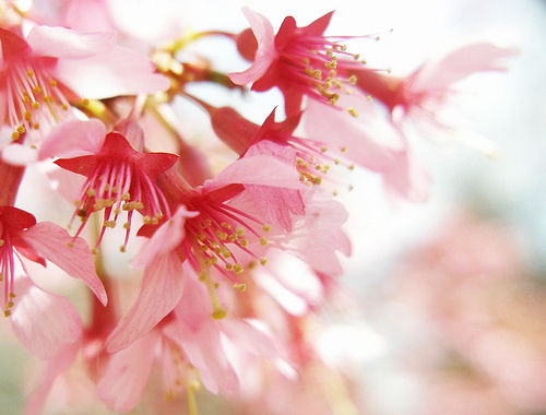 フリー画像|花/フラワー|桜/サクラ|桃色/ピンク|ピンク/花|