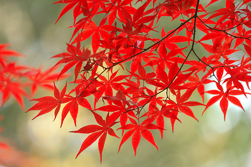 フリー画像|自然風景|紅葉の風景|カエデ/モミジ|赤色/レッド|日本風景|