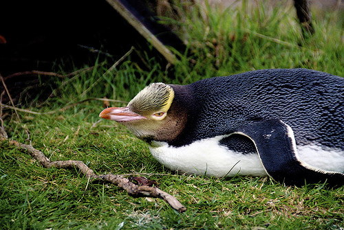  フリー画像| 動物写真| 鳥類| ペンギン| キガシラペンギン| 