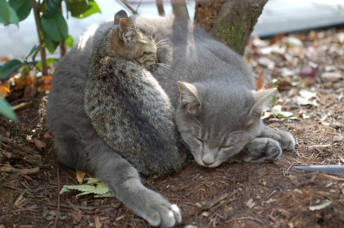 フリー画像|動物写真|哺乳類|ネコ科|猫/ネコ|子猫|寝顔/寝相/寝姿|