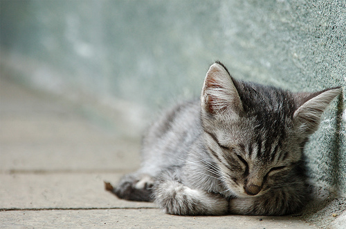  フリー画像| 動物写真| 哺乳類| ネコ科| 猫/ネコ| 子猫| 寝顔/寝相/寝姿| サバトラ| 